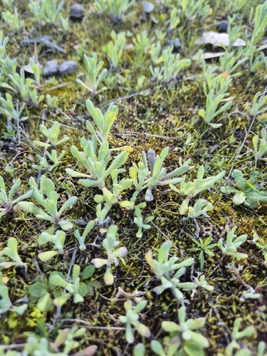 Chrysocephalum vitellinum