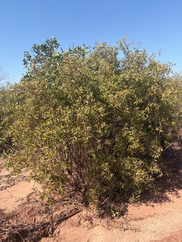 liniment tree