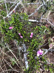 Rhododendron noriakianum