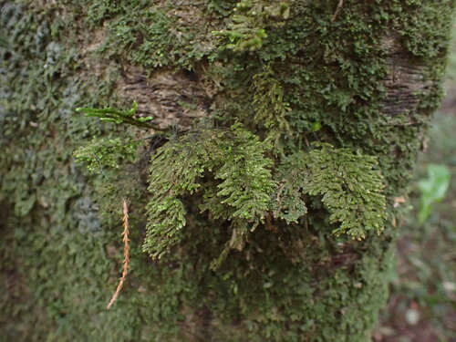 Braithwaitea sulcata observed 2026-07-23