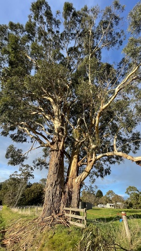 mountain grey gum
