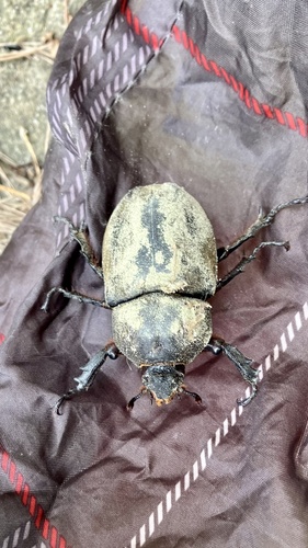 Japanese Rhinoceros Beetle