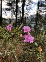 Rhododendron noriakianum
