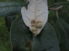 Druon quercuslanigerum