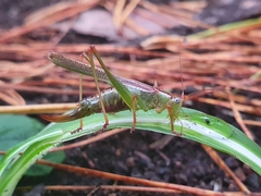 Conocephalomima barameda