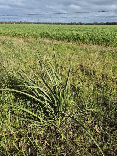 Dianella tarda