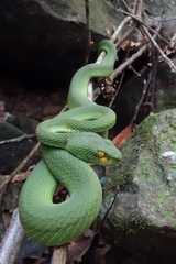 Trimeresurus macrops