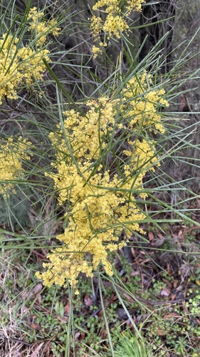 Variable sallow wattle