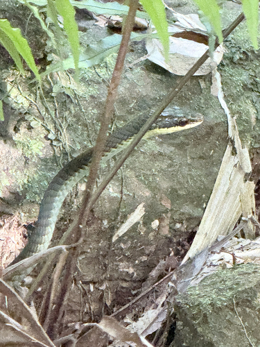 Dendrelaphis calligaster observed 2026-08-12