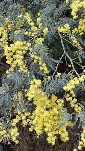 Silver wattle