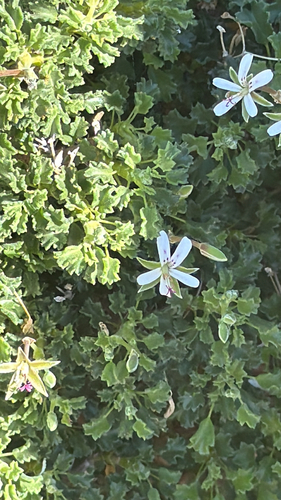 Pelargonium xerophyton, 2026-08-05