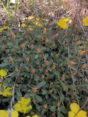 Hibbertia diffusa, photograph author not stated, no rights reserved