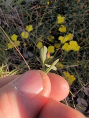Hibbertia diffusa, photograph author not stated, no rights reserved