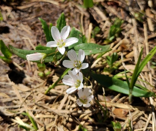 Claytonia caroliniana, 2026-07-18