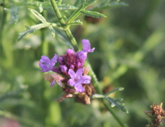 Glandularia lilacina