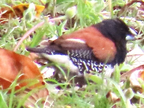 iNaturalist image
