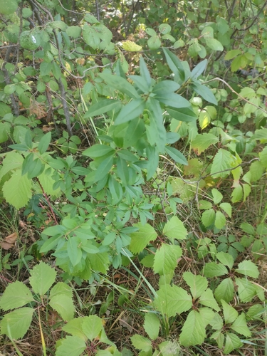 Common Privet