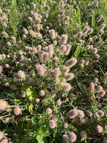 rabbitfoot clover