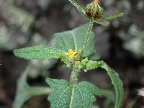 Sigesbeckia orientalis observed 2026-08-10