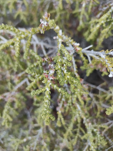 Thymelaea hirsuta, photograph 6