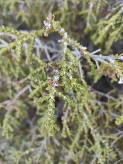 Thymelaea hirsuta, photograph (c) Gianmaria Bonari, some rights reserved (CC BY)