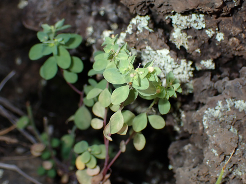 Euphorbia peplus observed 2026-08-10