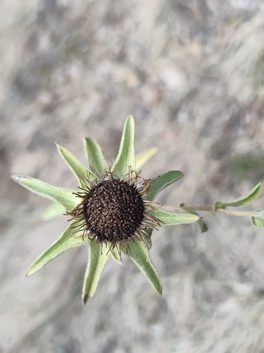 Pallenis spinosa, photograph 2