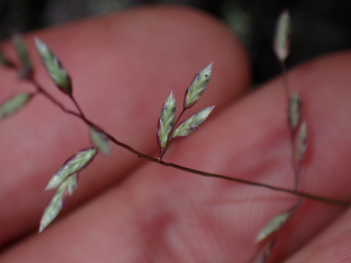 Eragrostis brownii observed 2026-08-10