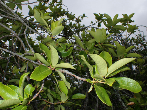 Myrsine lanaiensis observed 2026-08-10