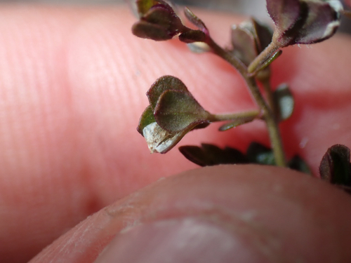 Veronica plebeia observed 2026-08-10