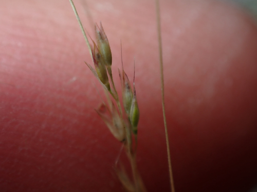 Lachnagrostis filiformis observed 2026-08-10