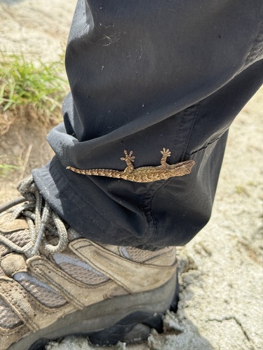 Lepidodactylus lugubris observed 2026-08-11