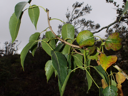 Zanthoxylum hawaiiense observed 2026-08-10