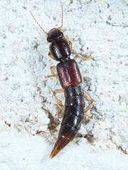 Pinophilus