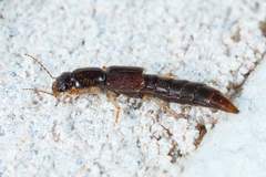 Pinophilus