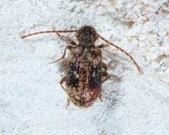 Gynopterus