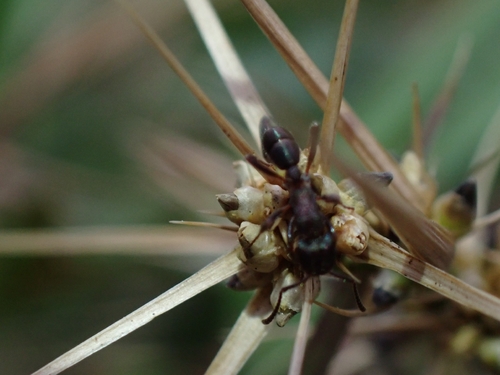Green-head Ant