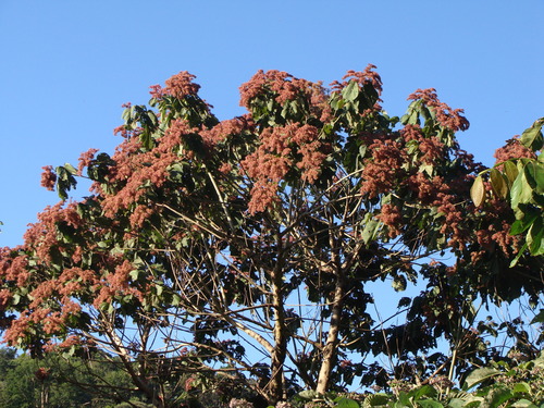 Heliocarpus americanus, photograph 2