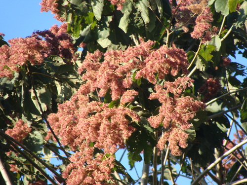 Heliocarpus americanus, photograph 1