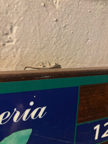 Hemidactylus frenatus observed 2026-08-11
