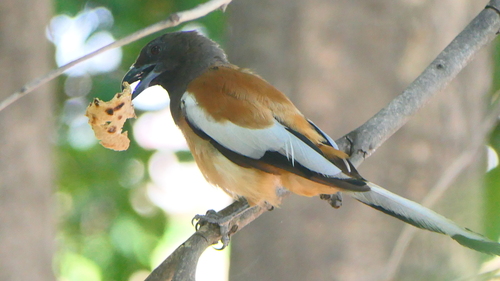 Rufous Treepie