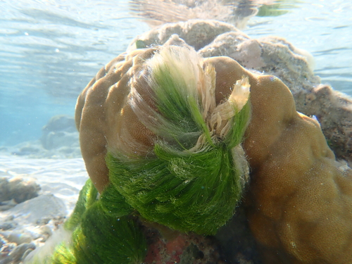 Chlorodesmis fastigiata observed 2026-08-12