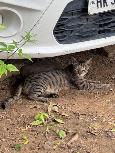 Domestic Cat