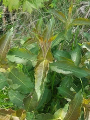 Triosteum perfoliatum