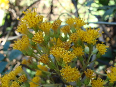 Sinclairia glabra
