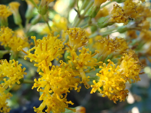 Sinclairia glabra, photograph 3