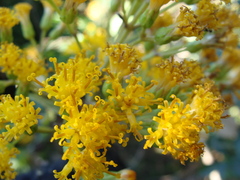 Sinclairia glabra, photograph (c) Alexis López Hernández, some rights reserved (CC BY)