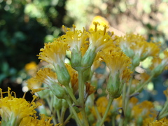 Sinclairia glabra, photograph (c) Alexis López Hernández, some rights reserved (CC BY)