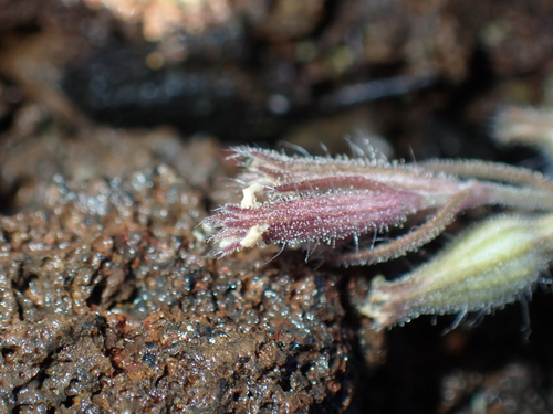 Silene gallica observed 2026-08-11