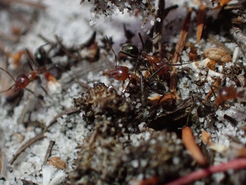 Iridomyrmex discors